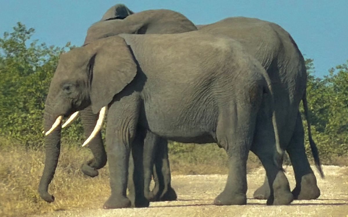 Dois elefantes atravessando uma estrada de terra no Parque Nacional Kruger